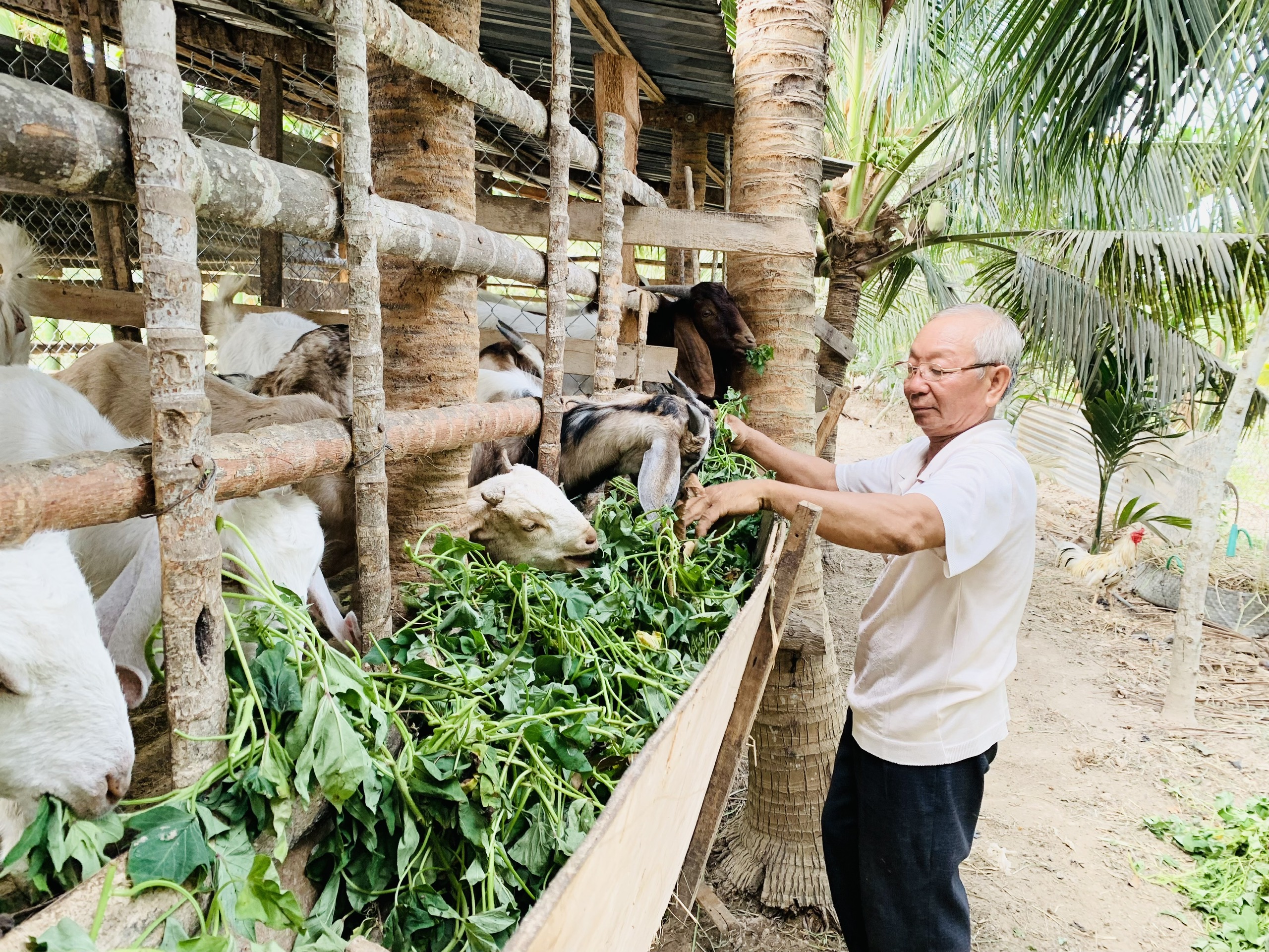 Nông dân Mang Yang thu nhập ổn định nhờ chăn nuôi dê  Báo Gia Lai điện tử